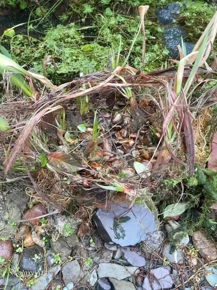 Photo of free thick clump of pond iris (St Andrews BS6) #1