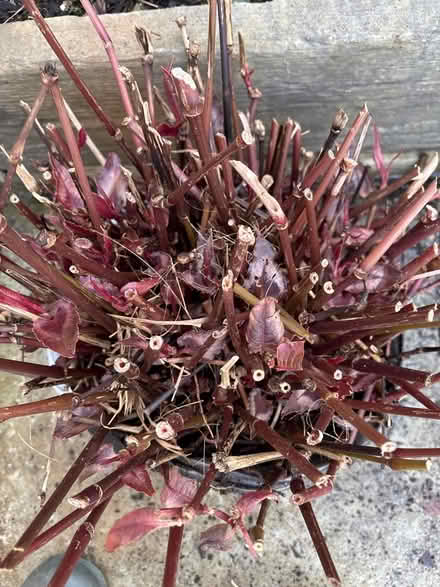 Photo of free Persicaria ‘red dragon’ plant (Hayle TR27) #2