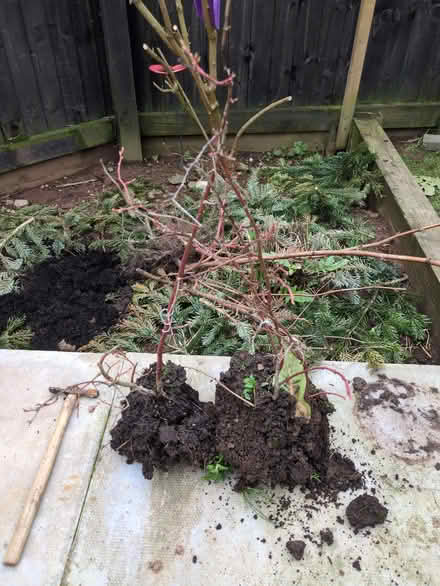 Photo of free 2 x blueberry plants (Penrith CA11) #1