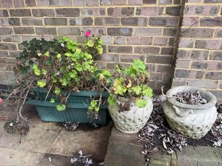 Photo of free Plant pots (Wandsworth) #1