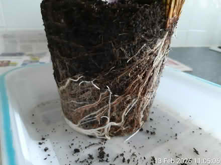 Photo of free Soft rush▪outdoor ornamental grass (Edgwarebury Lane) #4