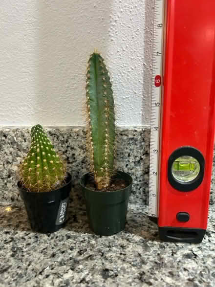Photo of free Two small cacti (Lake Forest Park) #2