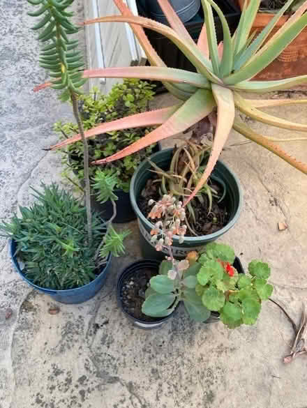 Photo of free Plants/succulents (thousand oaks) #1