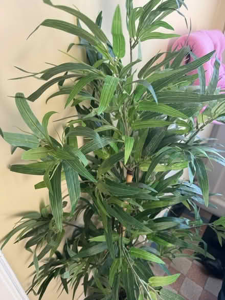 Photo of free tall fake plant (Liberton EH16) #3