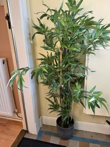 Photo of free tall fake plant (Liberton EH16) #1