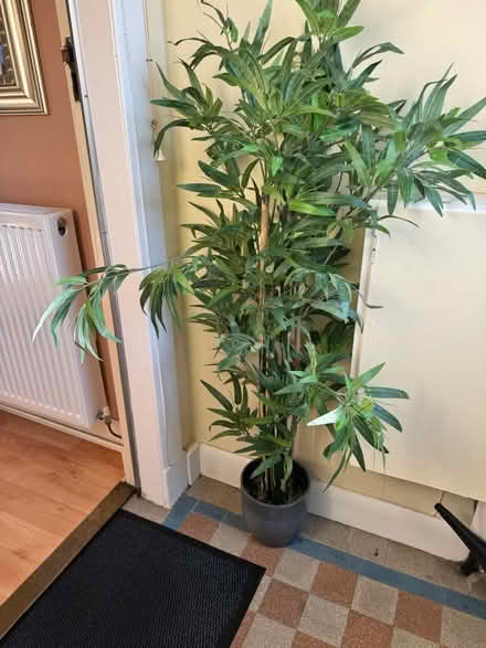 Photo of free tall fake plant (Liberton EH16) #2