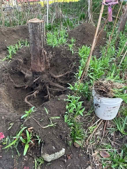 Photo of free Orange lily bulbs (wedgwood) #2