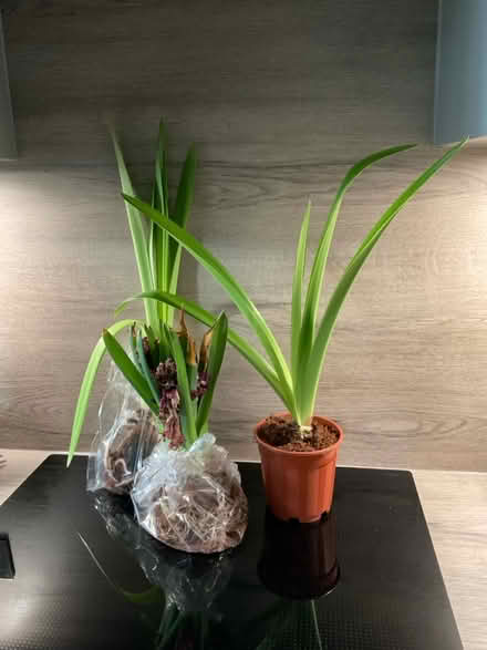 Photo of free 2 Amaryllis bulbs & Hyacinth Bulbs (Peel Hall Wythenshawe M22) #1