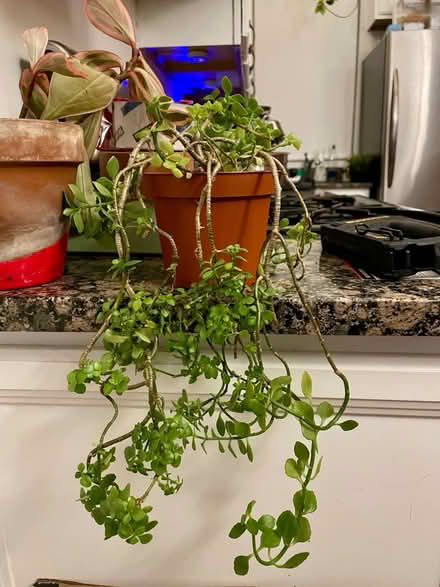 Photo of free Plants (Shaw) #1