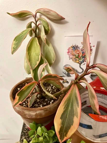 Photo of free Plants (Shaw) #2