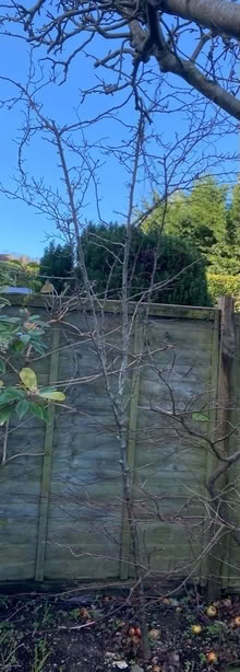 Photo of free Hawthorn tree (Eastbourne BN20) #1