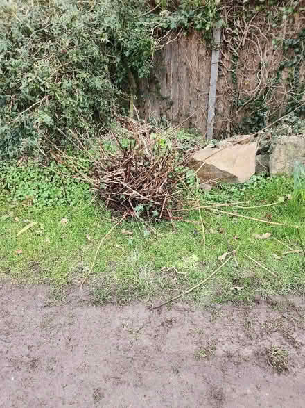 Photo of free Lump of red dragon knotweed i think (Little Lyth SY3) #2