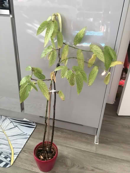 Photo of free House plant (Greenwich MV, SE10) #1