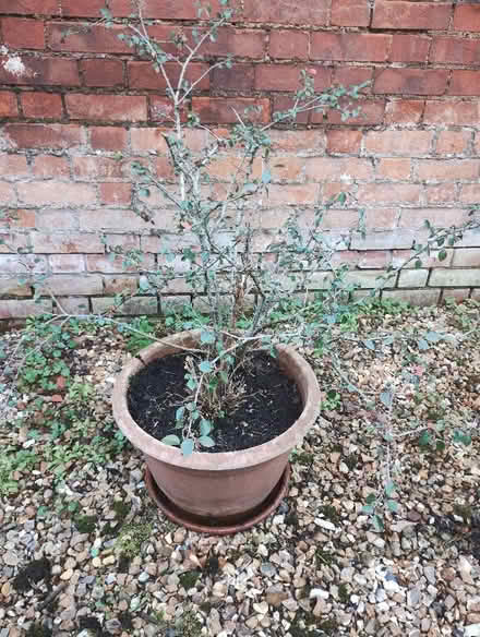 Photo of free Pomegranate Shrub (Winscombe BS25) #1