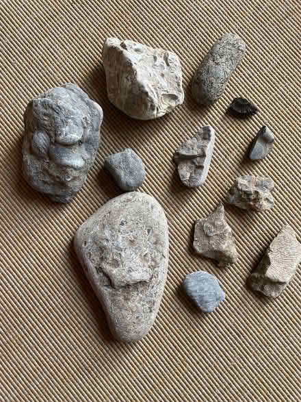 Photo of free Fossils (Freehold LA1) #1