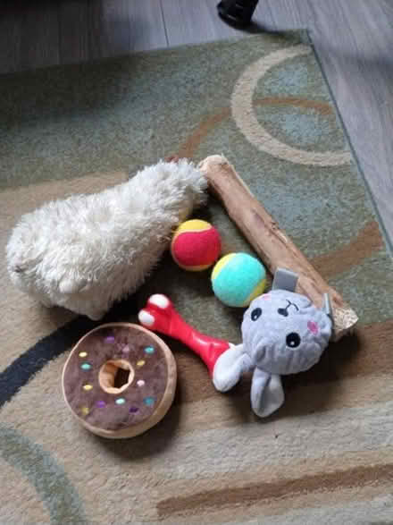 Photo of free Dog toys (Adamsdown CF24) #1