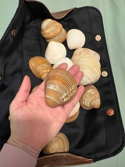 Photo of free Shells cream and brown (Stockport centre SK1) #2