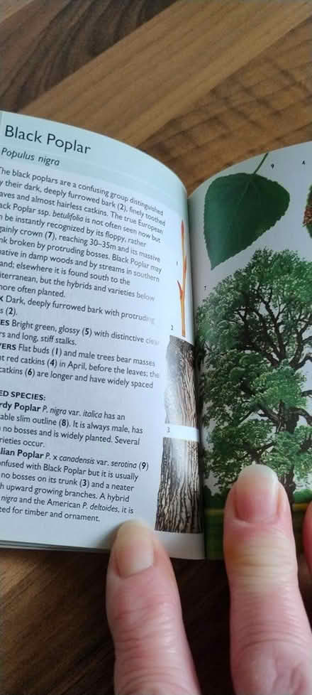 Photo of free Pocket book of trees (WR14 Malvern Link) #2