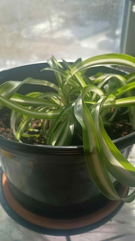 Photo of free Small Spider plants (Norwood) #2