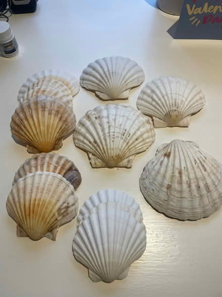 Photo of free Scallop shells (Norham Manor OX2) #1