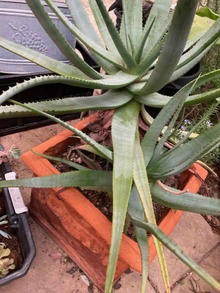 Photo of free Plants/succulents (thousand oaks) #2