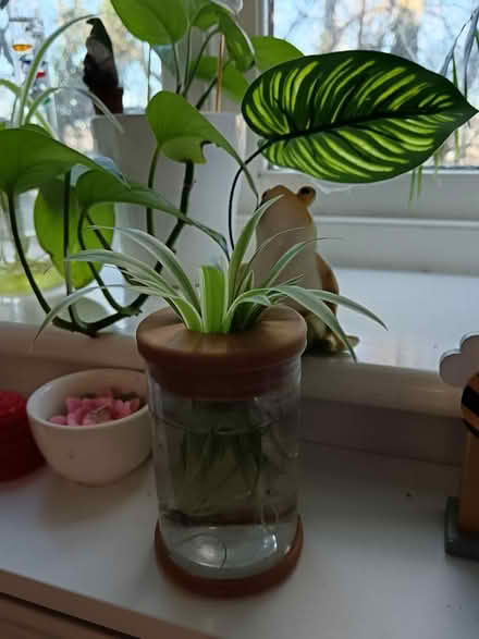 Photo of free Rooted Spider Plant Babies (CT2) #1