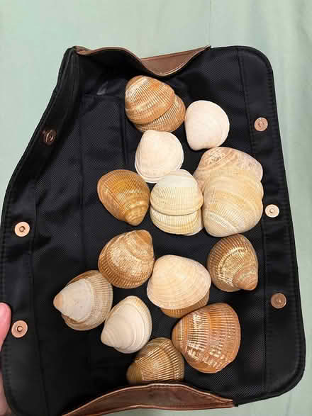 Photo of free Shells cream and brown (Stockport centre SK1) #1