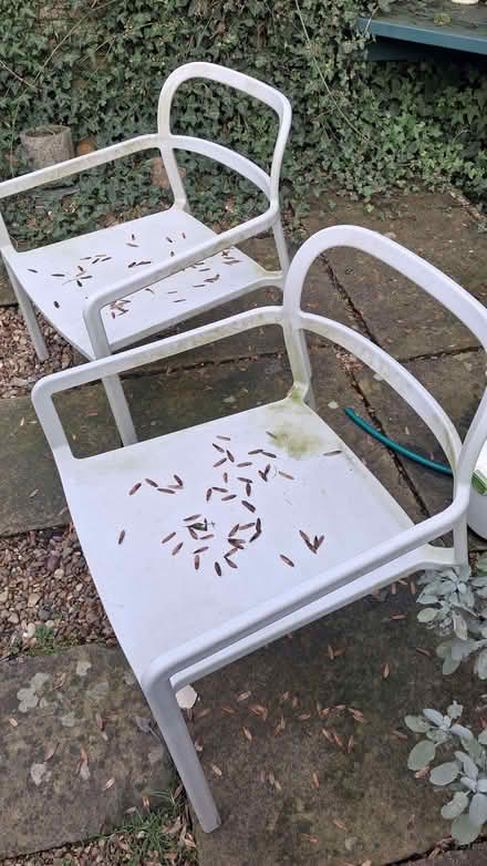 Photo of free Two Garden Chairs (BD18) #1