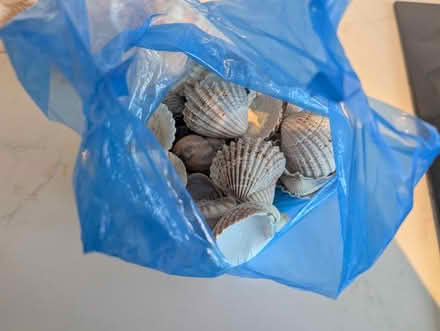 Photo of free Collection of Sea Shells (Orpington BR5) #2