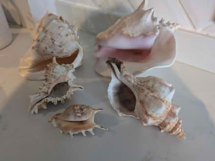 Photo of free Collection of Sea Shells (Orpington BR5) #1