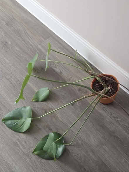 Photo of free Monstera (Faversham) #1