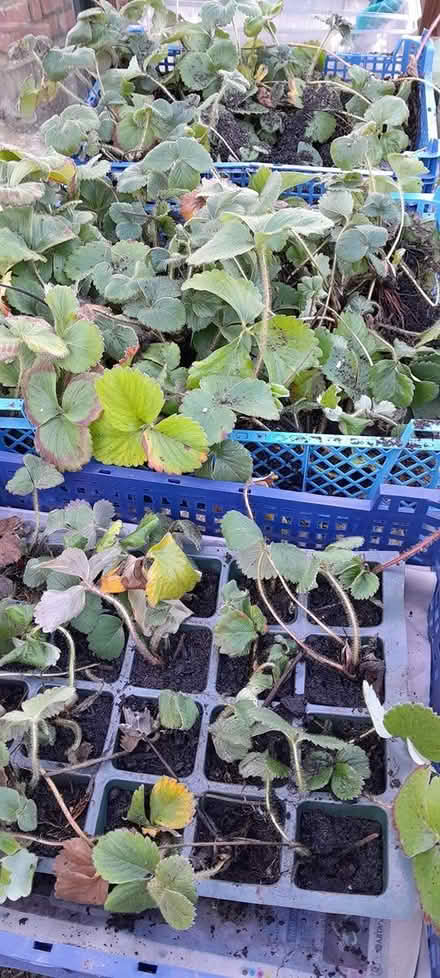 Photo of free Strawberry plants (Eastbourne BN22) #1