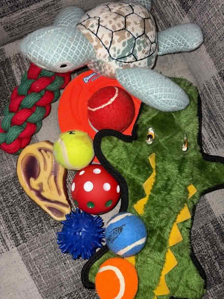 Photo of free New dog toys (Bascom/Union Campbell) #1