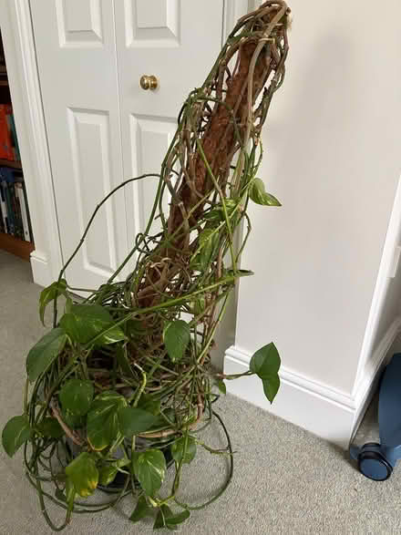 Photo of free House plant (Stonegallows TA1) #1