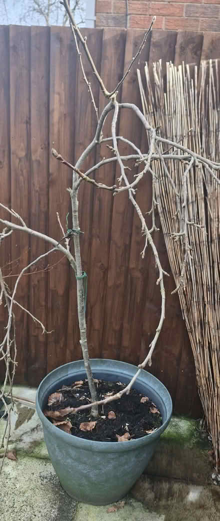 Photo of free Apple tree (Bradley Fold BL2) #1