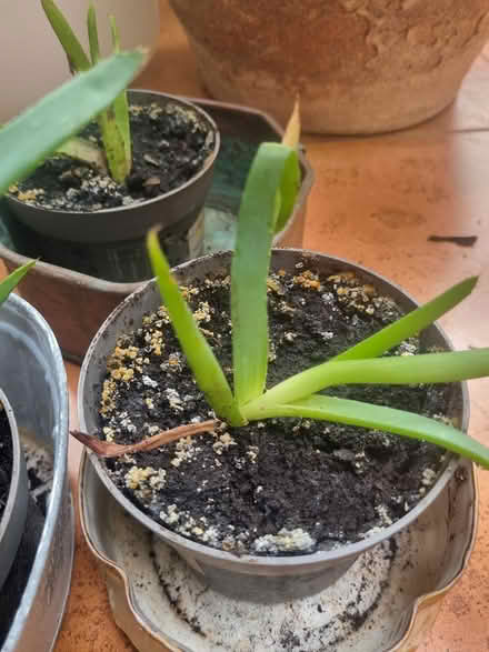 Photo of free Aloe vera plants (West Pennard BA6) #2