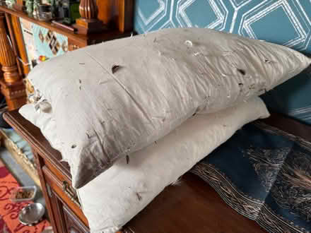 Photo of free Feather cushions (Spondon DE21) #3