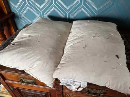 Photo of free Feather cushions (Spondon DE21) #1
