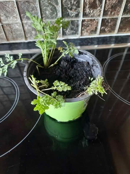 Photo of free Feverfew tiny plants (Morden SM4) #2