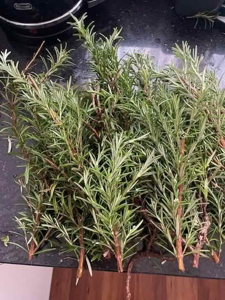 Photo of free Rosemary cuttings (Hendon NW4) #1