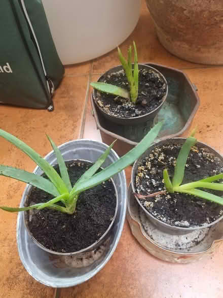 Photo of free Aloe vera plants (West Pennard BA6) #1