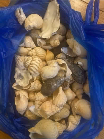 Photo of free Sea Shells 🐚 (Cheshunt En8) #1