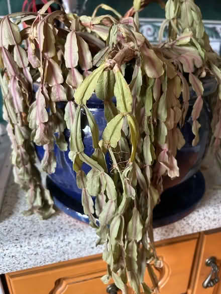 Photo of free Plant + pot (Funtley PO17) #1