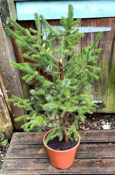 Photo of free Small Nordmann Fir Tree (Penzance TR18) #4