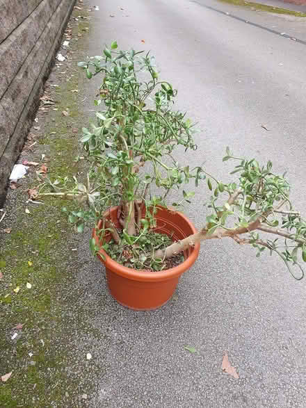 Photo of free Money Plant (M20) #2
