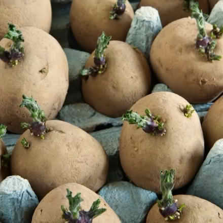 Photo of Chitting potatoes 🥔 (Waterlooville PO7) #1