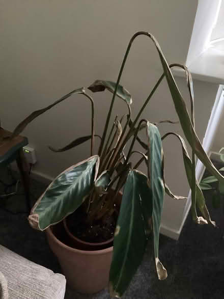 Photo of free Large Calathea House Plant (Upton CH49) #2