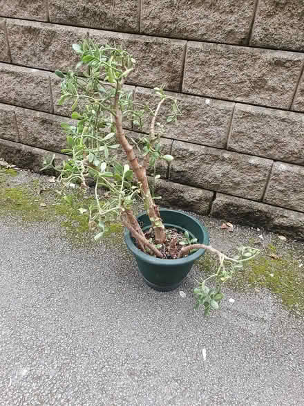 Photo of free Large Money Plant (2nd) (M20) #2