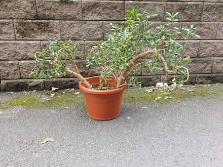 Photo of free Money Plant (M20) #1