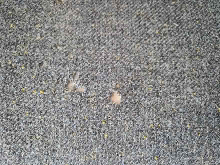 Photo of free 2 Seat Sofa (Chippenham SN15) #2